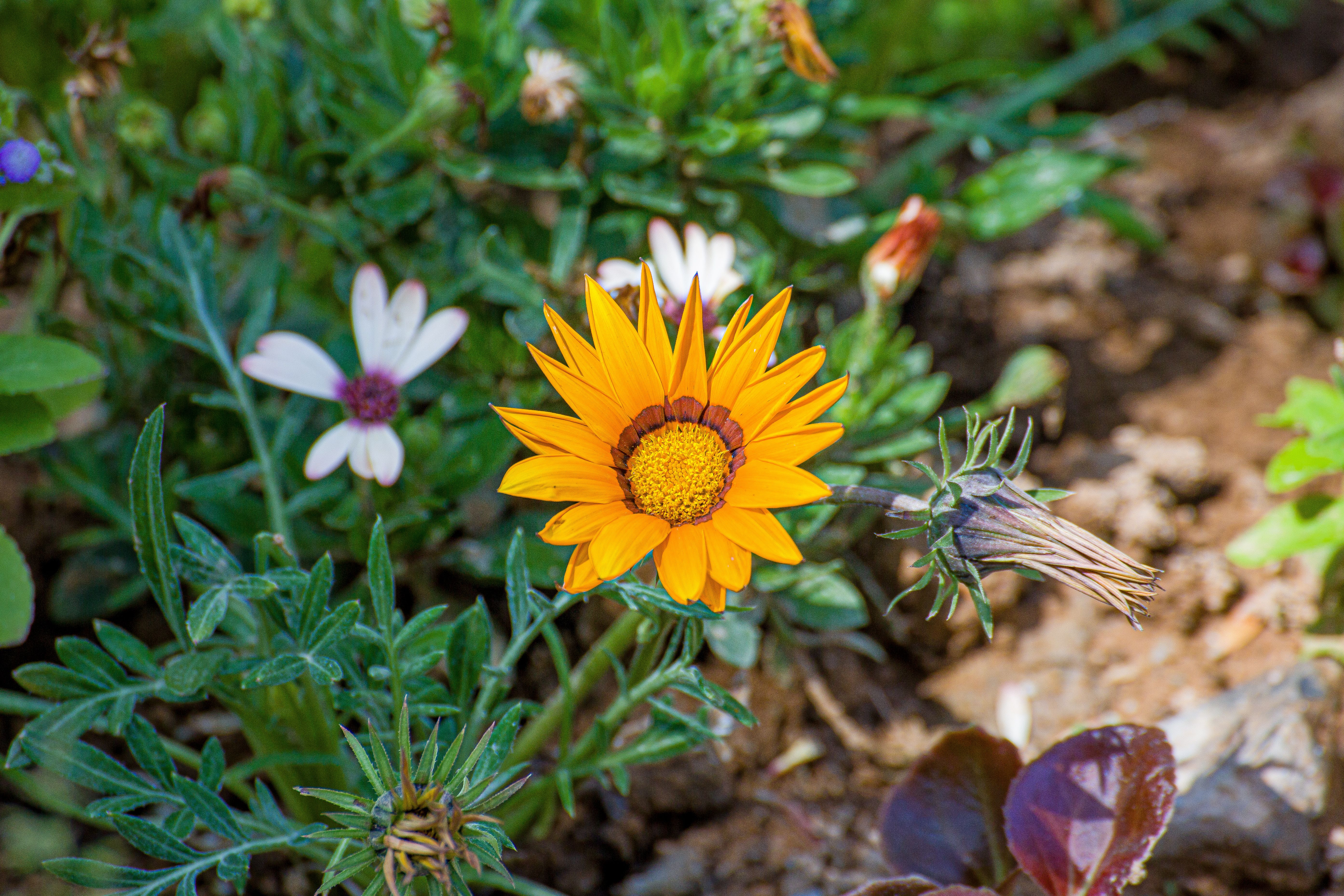 Fiore
